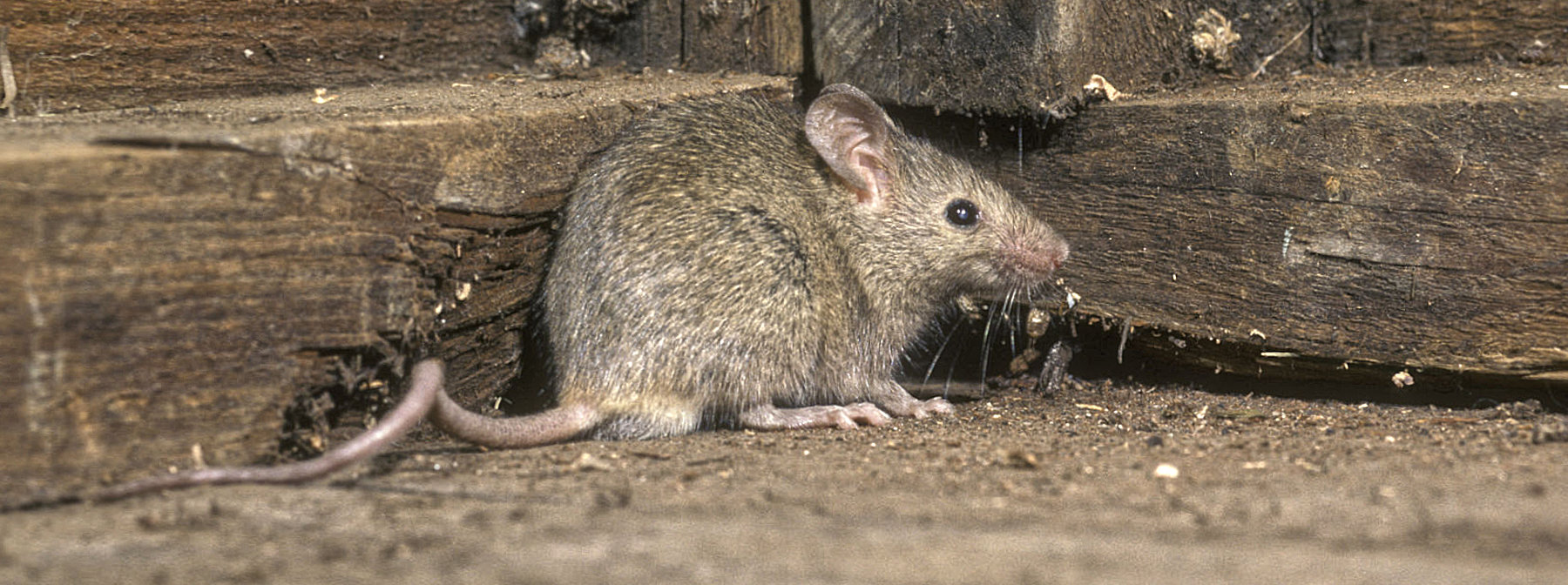 Mäusebekämpfung in Frankfurt durch professionelle Schädlingsbekämpfer und Kammerjäger